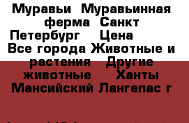 Муравьи, Муравьинная ферма. Санкт-Петербург. › Цена ­ 550 - Все города Животные и растения » Другие животные   . Ханты-Мансийский,Лангепас г.